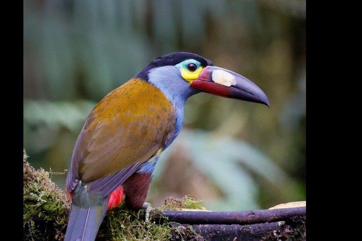 Mindo Cloud Forest Guided Private Tour