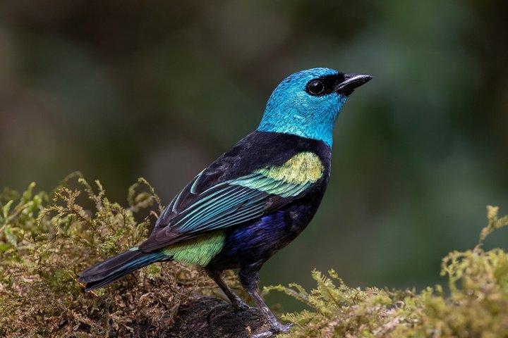 2 Day Cusco Birdwatching Tour Abra Malaga to Cloud Forest Lodge