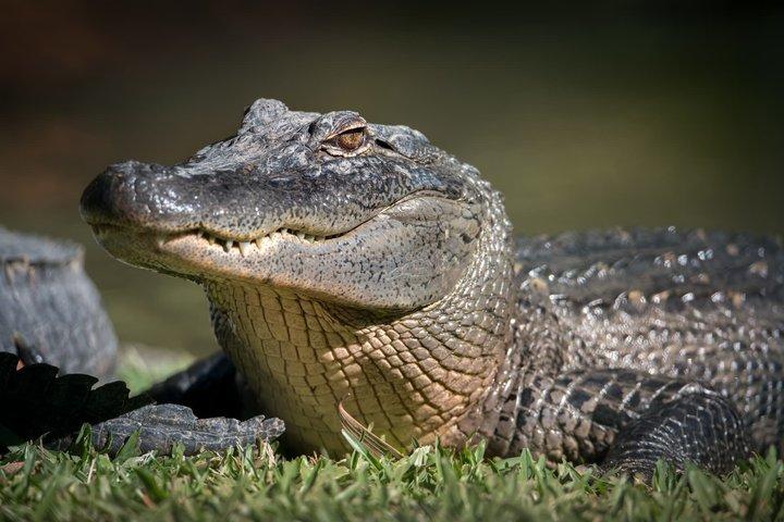 Australia Zoo Private Group Tour from Brisbane