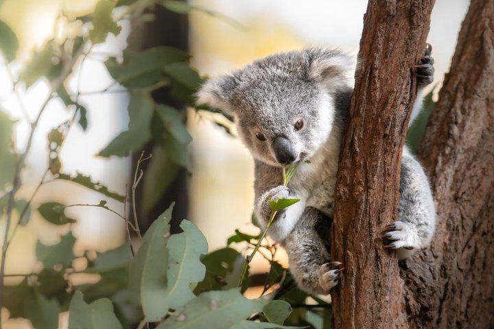 Australia Zoo Private Group Tour from Brisbane