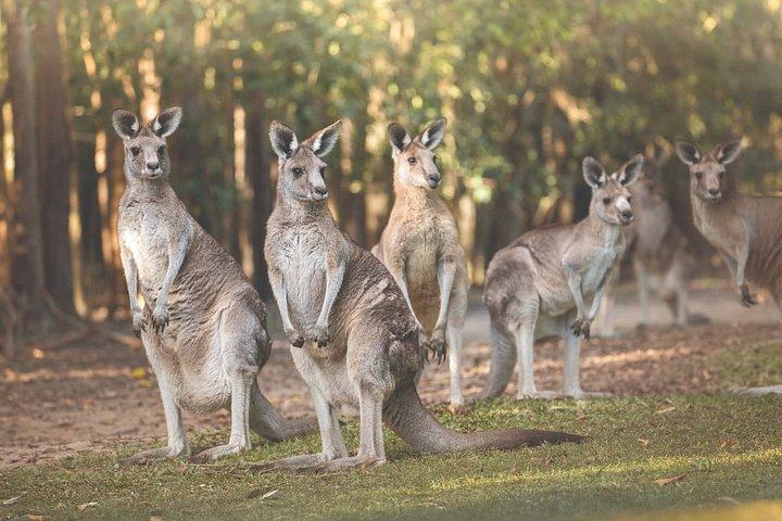 Australia Zoo Private Group Tour from Brisbane
