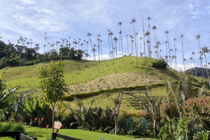 ココラバレー、サレント、コロンビアコーヒーファーム