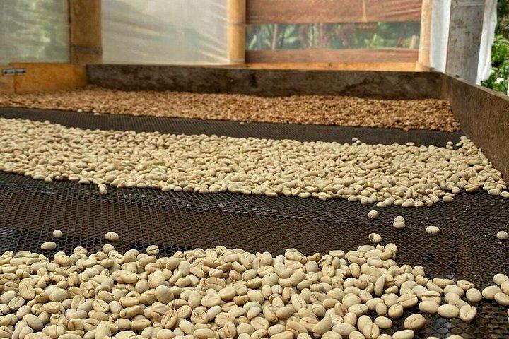 ココラバレー、サレント、コロンビアコーヒーファーム