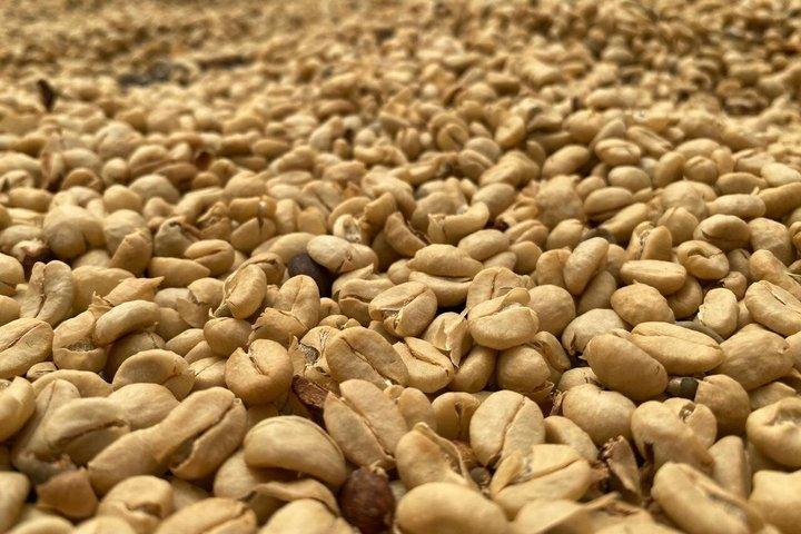 ココラバレー、サレント、コロンビアコーヒーファーム