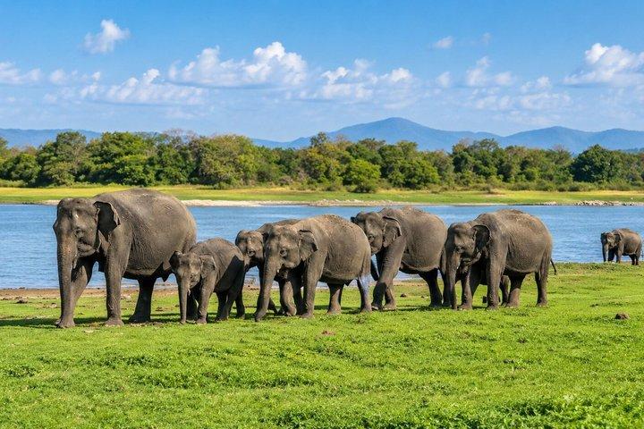 Minneriya National Park Halve dag privésafari met Expert Gids