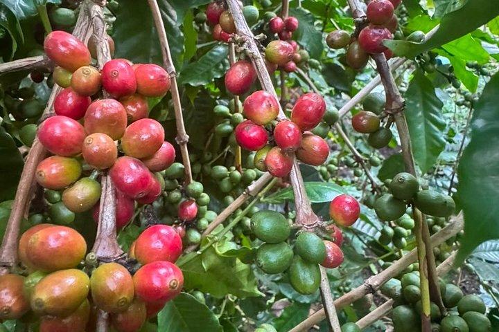 Best & Top of Arusha; Visite du café et randonnée en cascade.