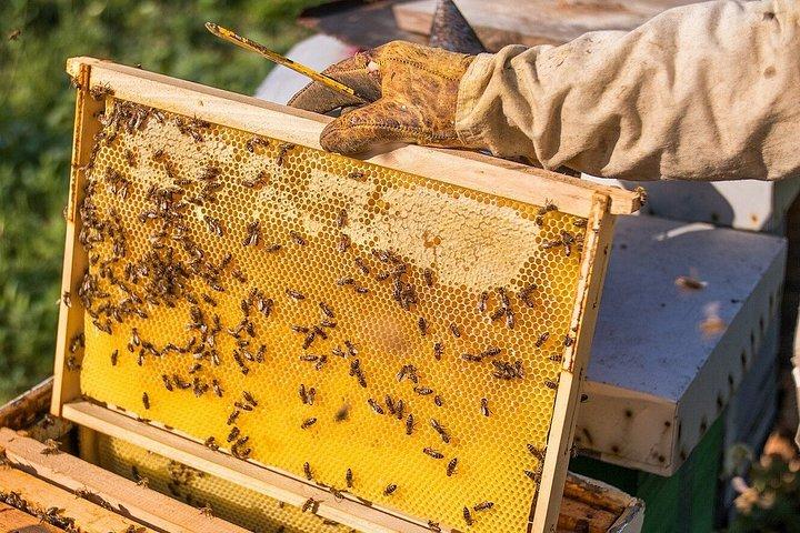 North Phu Quoc Day Trip: Nature, Bee Farm & Kayaking