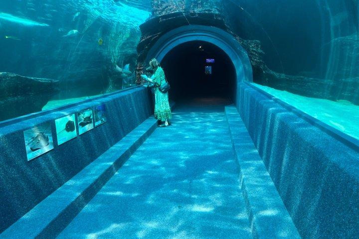 テーブルマウンテン水族館とロッベン島を巡るケープタウンツアー