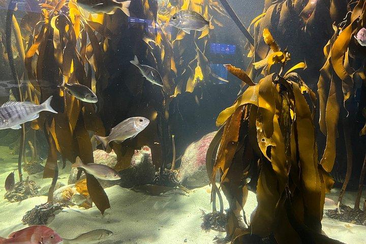 テーブルマウンテン水族館とロッベン島を巡るケープタウンツアー