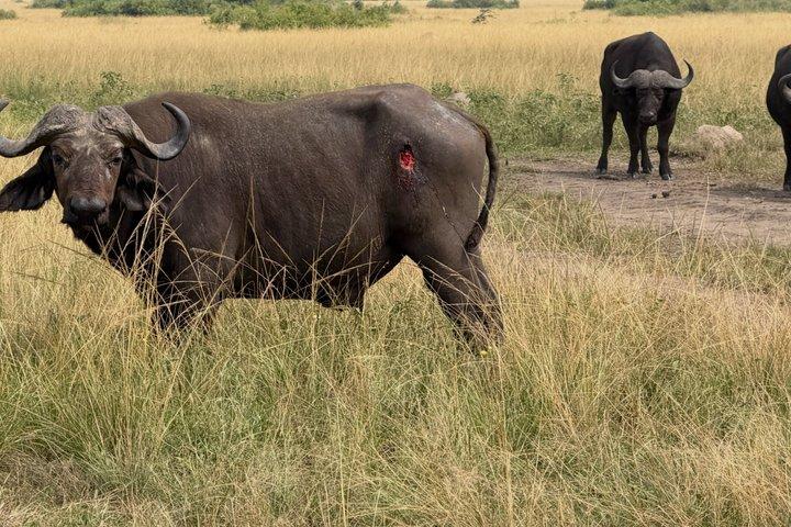 3 Days Murchison Falls with Big5 and Chimp Trekking Safari