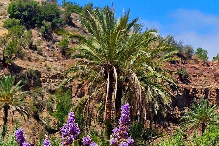 Excursion paradise valley and Taghazout Timlaline