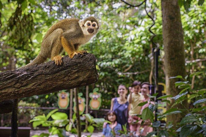 アマゾン・リバー・クエスト（オプション）でシンガポール・リバー・ワンダー