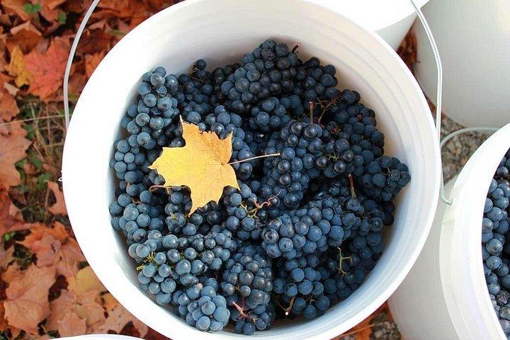 Experience Flavors of the Richelieu Valley on a Guided Wine Tour