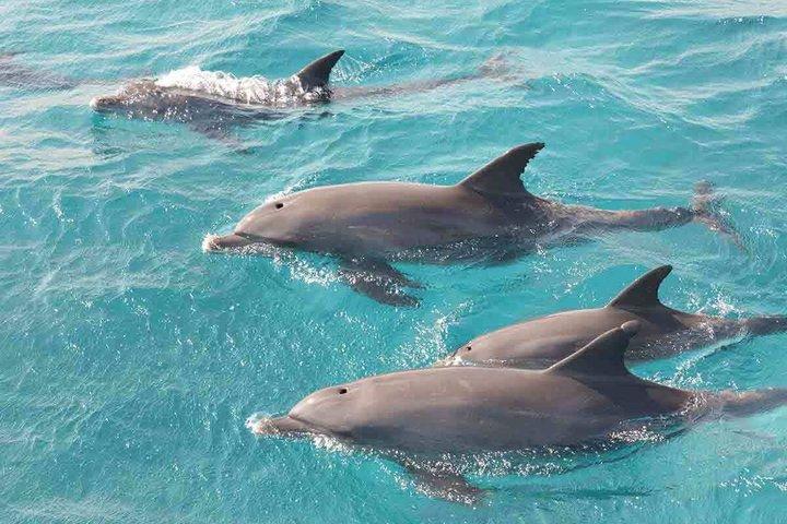 Dolphins House Swim & Snorkeling with Lunch and Drinks