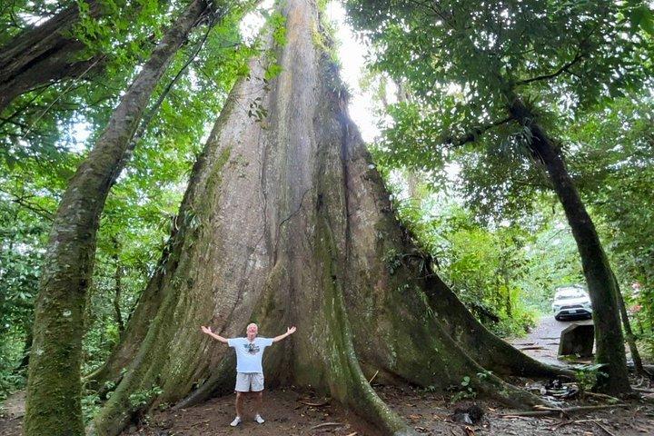 Rainforest Wonders Waterfall Only Walkable Live Crater