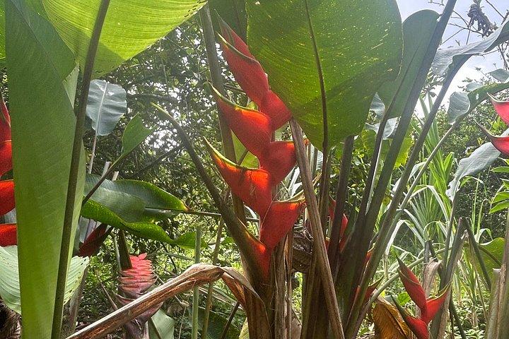Rainforest Wonders Waterfall Only Walkable Live Crater