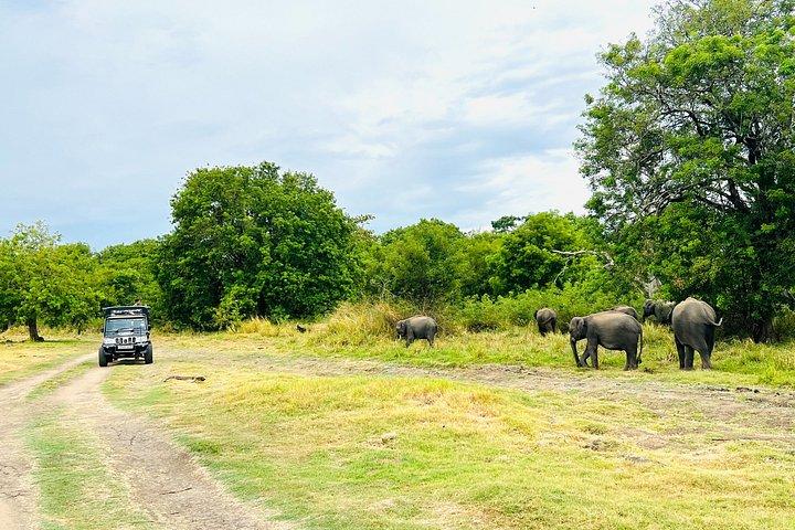 ミネリヤ国立公園半日プライベートジープサファリ