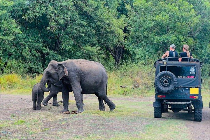 ミネリヤ国立公園半日プライベートジープサファリ