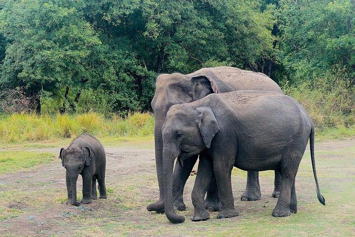ミネリヤ国立公園半日プライベートジープサファリ
