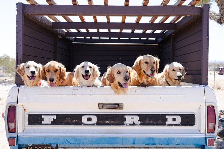 Golden Retriever Retreat in Joshua Tree, CA
