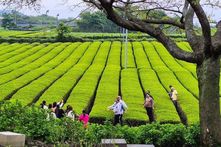 Jeju Natural Wonders Hallasan Tea Gardens and WaterFalls