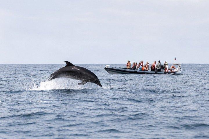Avistamiento de delfines en Faro