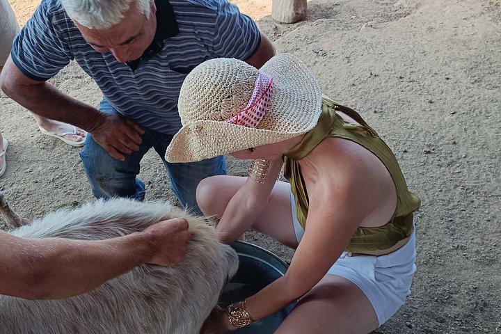 Thessaloniki: Goat Farm, Greek Cheese Tasting & Hidden Monastery