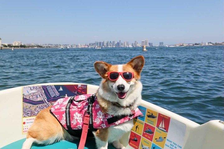 サンディエゴ湾のドッグフレンドリーサンディエゴ電動ボートレンタル