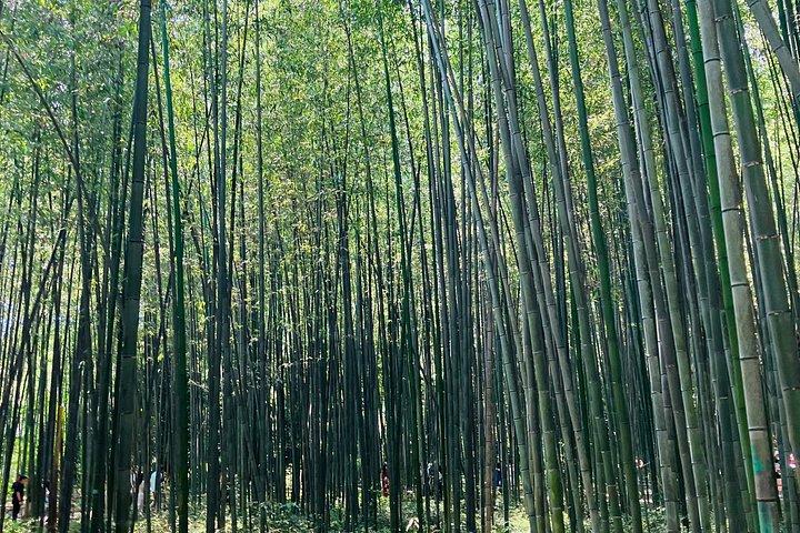 京都プライベートツアー：伏見稲荷・竹林・錦市場