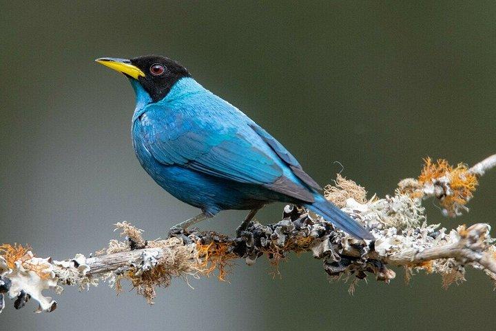 Cali Cloud Forest Birdwatching & Nature Tour at KM18