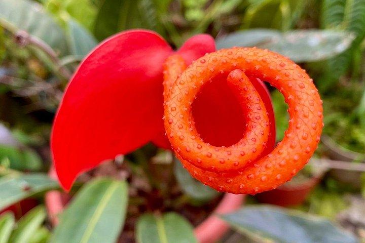 Cali Cloud Forest Birdwatching & Nature Tour at KM18