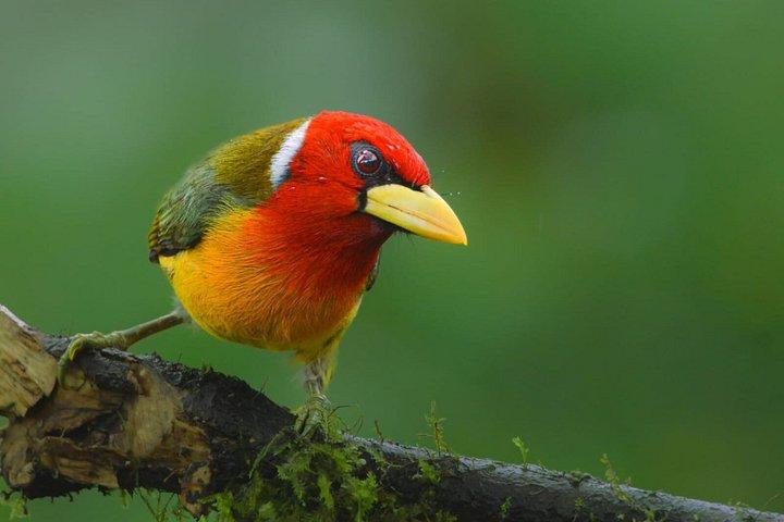 Cali Cloud Forest Birdwatching & Nature Tour at KM18
