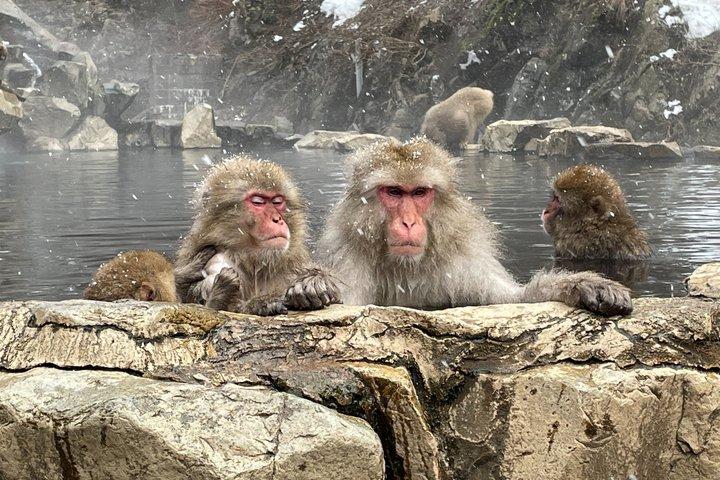 プライベート地獄谷スノーモンキーと地酒蔵見学