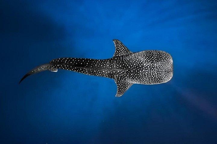 Puerto Princesa Whale Shark Tour