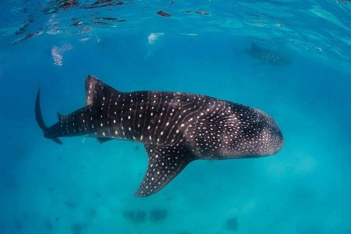 Puerto Princesa Whale Shark Tour