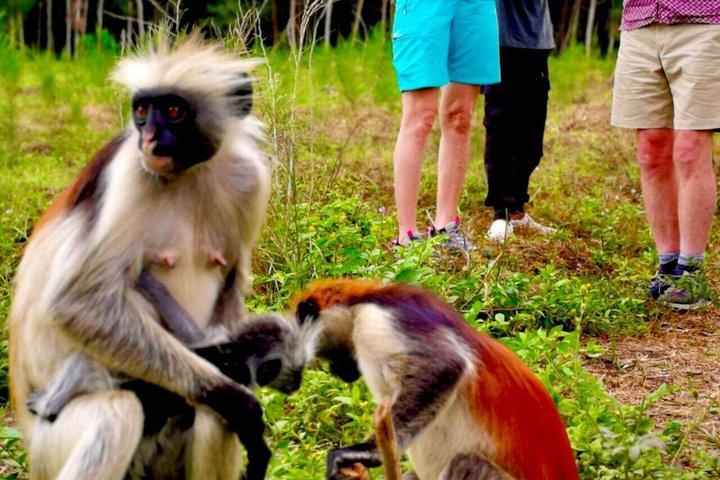ザンジバル：ジョザニの森、クザ洞窟、サラーム洞窟＆ロックレストラン