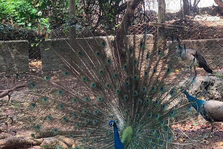 ザンジバル：刑務所島、ストーンタウン＆スパイスファーム（ランチ付き）