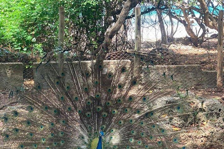ザンジバル：刑務所島、ストーンタウン＆スパイスファーム（ランチ付き）