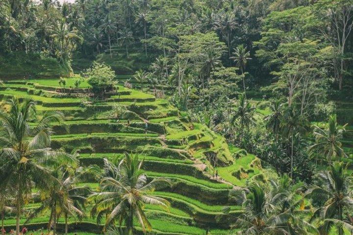 Tour de um dia privado em Bali com motorista Especialista e itinerário personalizado