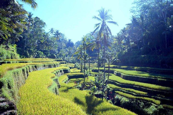 Ubud Gorilla Cave ATV e Cretya piscina e terrazza di riso
