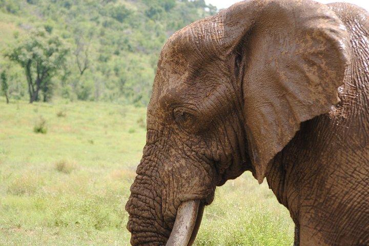 デリー発 2日間タージマハル日の出と日没&野生動物SOSツアー