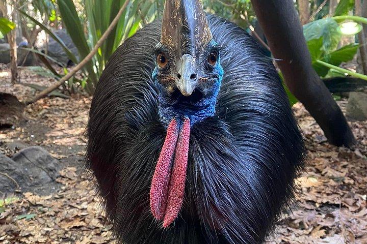 WILD LIFE Sydney Zoo Ticket