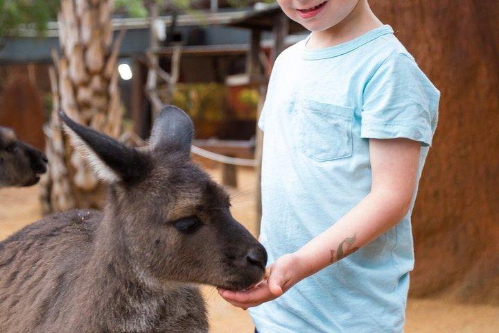 Billet til Sydney Zoo