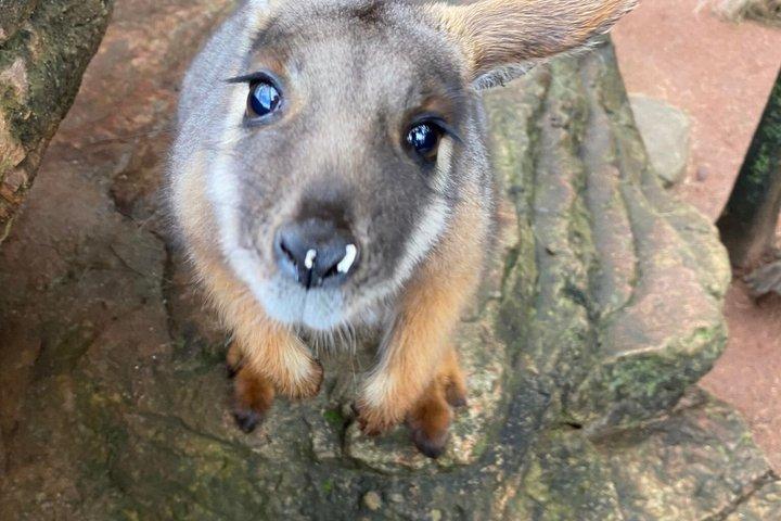 Billet til Sydney Zoo