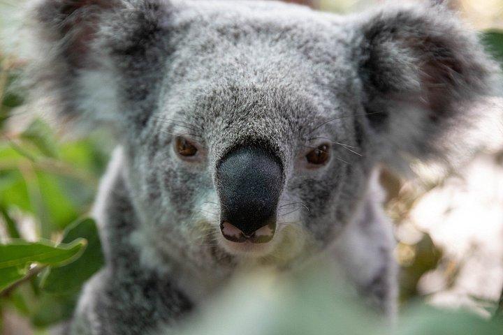 WILD LIFE Sydney Zoo Ticket