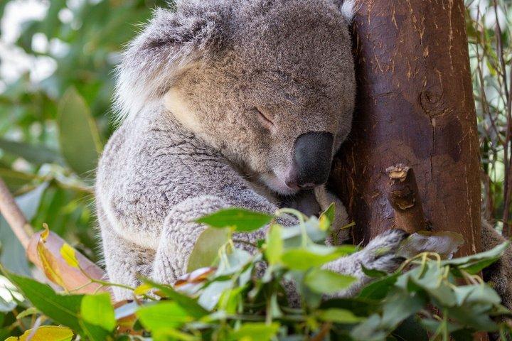 WILD LIFE Sydney Zoo Ticket