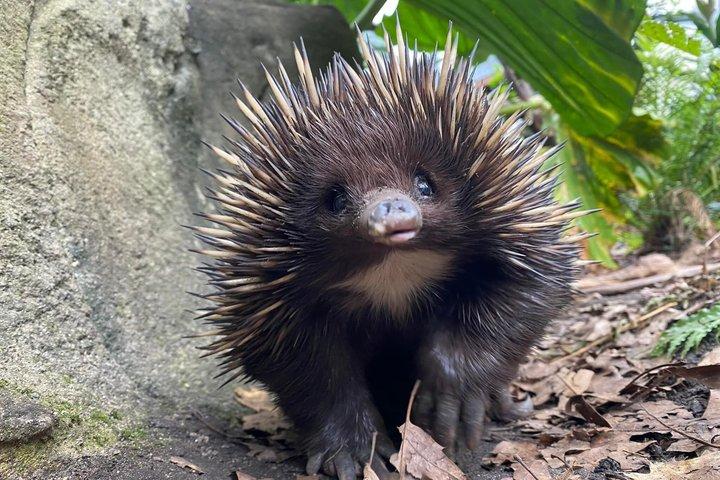 WILD LIFE Sydney Zoo Ticket