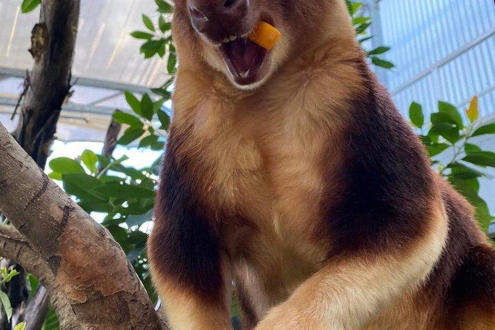 Billet til Sydney Zoo