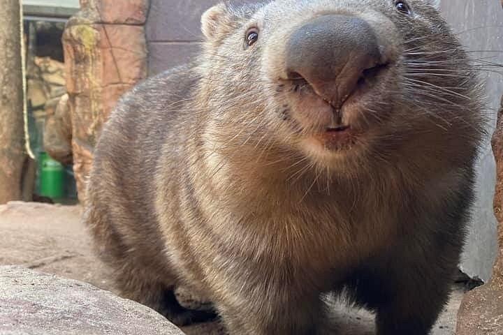 WILD LIFE Sydney Zoo Ticket
