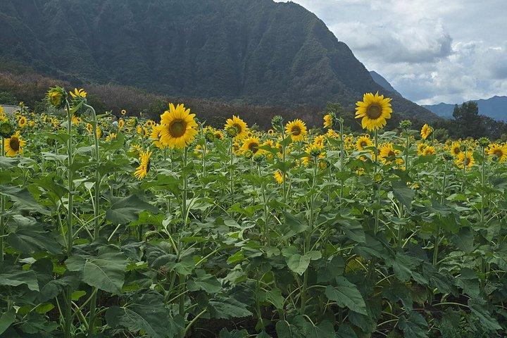 Private Oahu Custom Tour by Sprinter Van | Up to 10 Guests